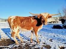 LCL'S COWGIRL SPURS